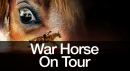 War Horse on Tour - close up of horse's eye, with sketch of horse and rider just below